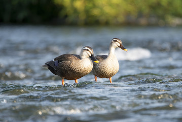 Couple of spot-billed ducks in the shallows of the river.
