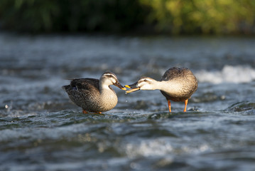 Couple of spot-billed ducks in the shallows of the river.
