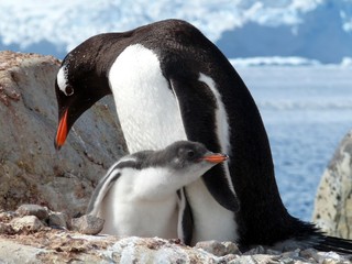 Naklejka premium Gentoo penguin and cub