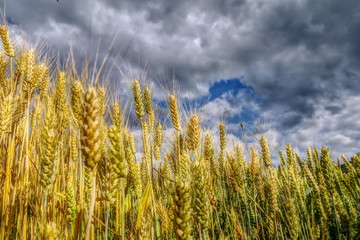 wheat field with a cloudy sky