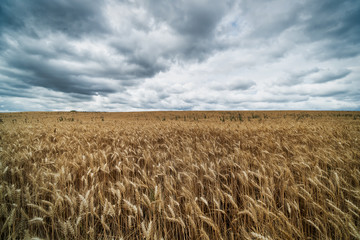 Landwirtschaft, Feld mit Wolken