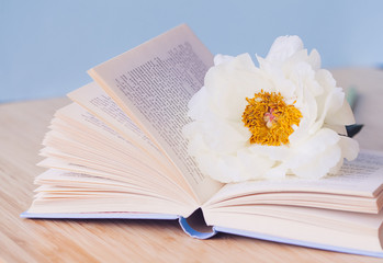 Peony flower and book on blue background