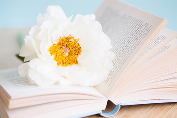 Peony flower and book on blue background