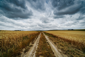 Naklejka premium Landwirtschaft, Feld mit Wolken