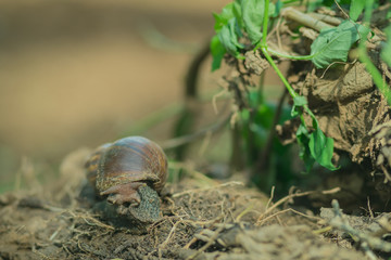 Obraz premium Close-up to Snail on the tree in the garden.