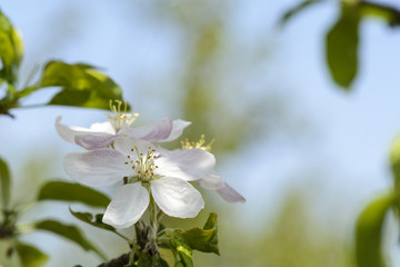 close up of Wild cherry flower against blurry background.