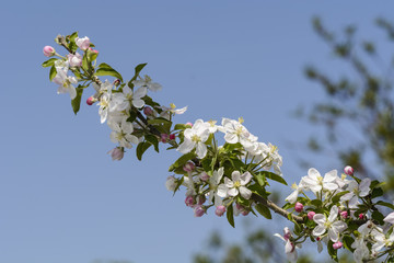 close up of Wild cherry flower against blurry background.