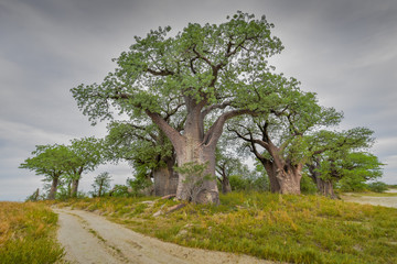 baobab tree