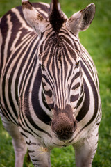 Fototapeta na wymiar Zebra close ep