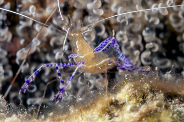 Ancylomenes pedersoni,Pederson's shrimp
