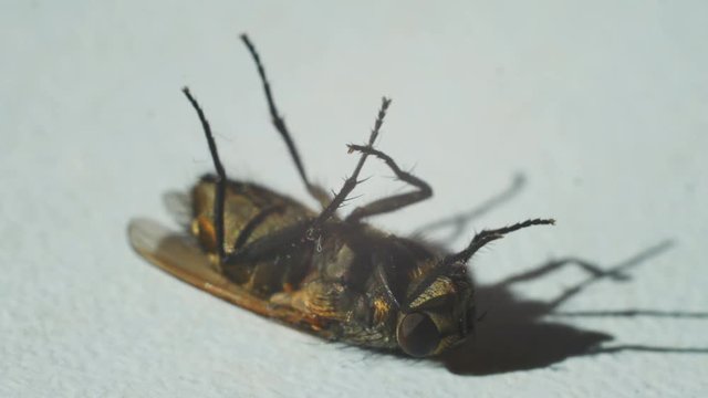 Close up of dying horse fly on floor