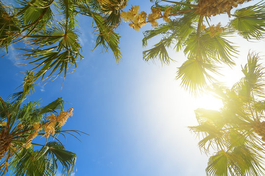 Palm tree crowns with green leaves on sunny sky background. Coco palm tree tops - view from the ground. Palm leaf on sunny sky. Summer travel banner. Exotic island nature image