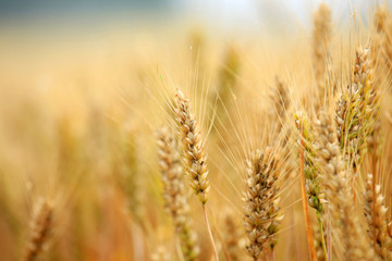 Fototapeta premium wheat mature