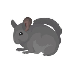 Gray domestic chinchilla. Rodent with soft fur, small ears and long bushy tail. Small mammal animal. Flat vector for poster or banner
