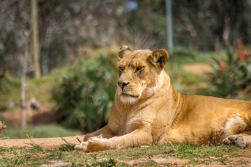 resting lioness