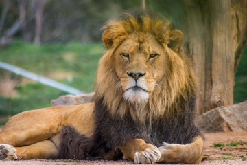 Fototapeta na wymiar lion facing camera