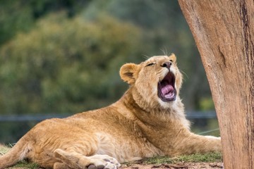 yawning lioness