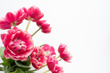 Fototapeta premium Tulpen