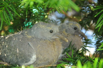 Junge Ringeltauben in einer Konifere