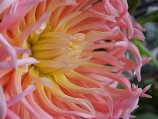 Garten, sommer, macro blume, pink gelb dahlia, sch&ouml;nheit