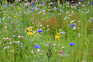 Bl&uuml;hende Blumenwiese an einem warmen Sommertag