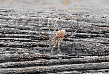Little Brown Spider Isolated on Wooden Background