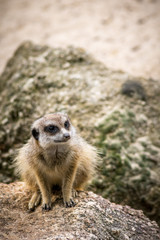 meerkat