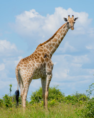 Giraffe