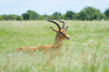 long grass
