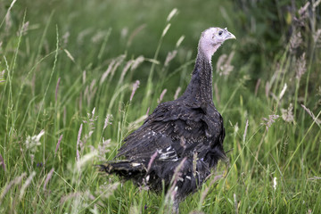 Junge Bronzepute auf grüner Wiese