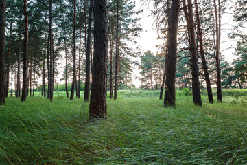 Fototapeta premium Pine forest and green grass in the sun