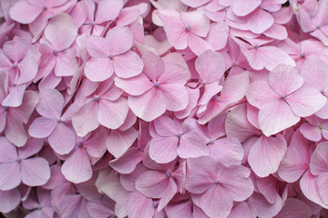 ピンク色の紫陽花