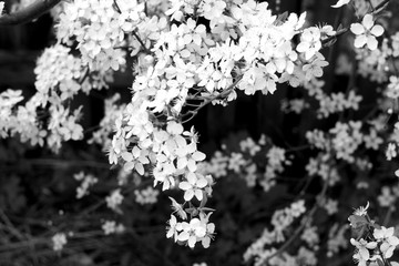 Naklejka premium Cherry tree in blossom with bokeh in black and white.