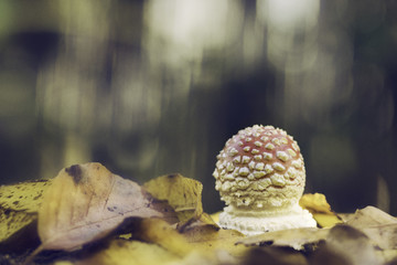 Mushroom in the forest