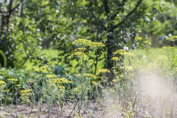 dill flowers