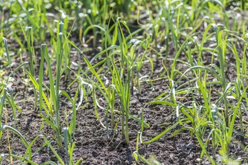 onion seedlings in garden