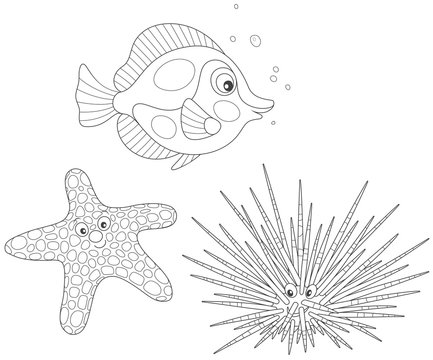 Long-spine sea urchin, a spotted starfish and a tropical coral fish, black and white vector illustration in a cartoon style for a coloring book