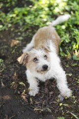 cute terrier dog lying down on ground
