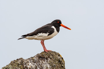 Eurasian Oystercatcher (Haematopus ostralegus) perching on rock, Scotland, UK.