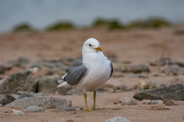 Close up view of European herring gull (Larus argentatus).