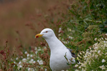 Close up view of European herring gull (Larus argentatus).