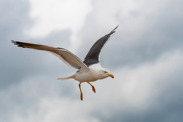Lesser black-backed gull (Larus fuscus)in flight against sky background