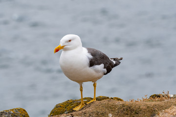 Close up view of nesting Lesser black-backed gull (Larus fuscus)