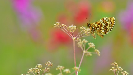 Melitaea aurelia  63