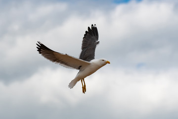 Lesser black-backed gull (Larus fuscus)in flight against sky background