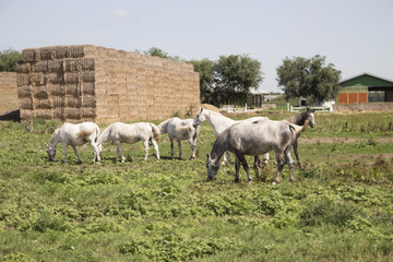 Obraz na płótnie Canvas Beautiful Horses At The Farm Feeding at Pasture