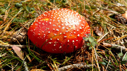 L'amanite Tue-Mouches (amanita muscaria)