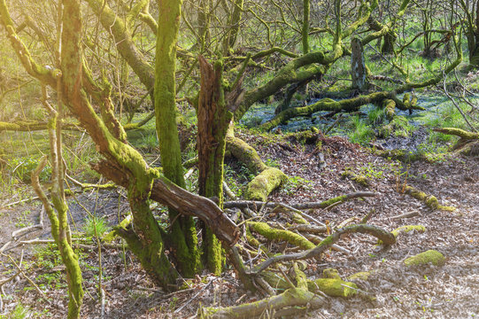 Clumps of moss on stones and trees at White Moss Walks, scenic forest recreational area in Ambleside, Lake District National Park in South Lakeland, England, UK