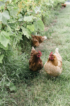 Chickens foraging in a white currant orchard.