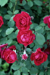 a beautiful bud of scarlet flowering roses